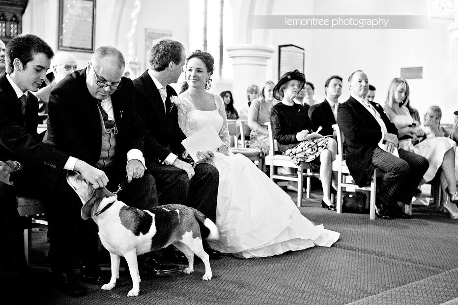 Amber the Dog-Guildford Wedding Photographer