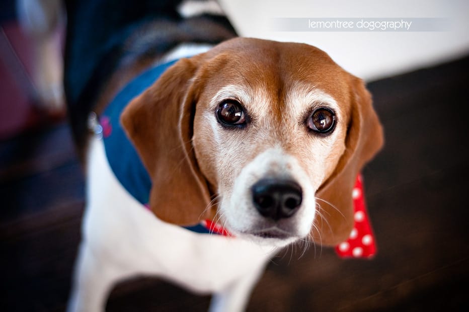 Amber the best dog-Southampton Wedding Photographer