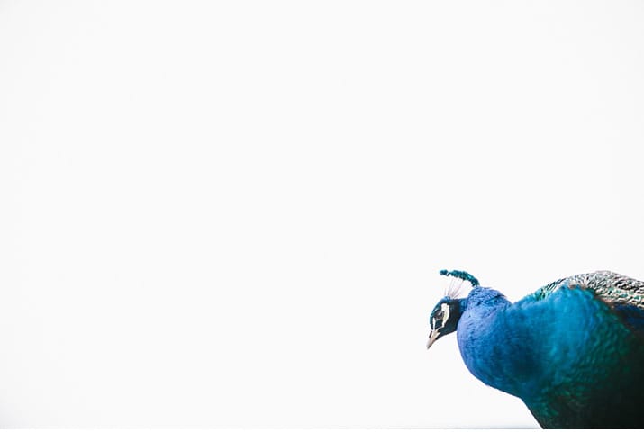 Northbrook Park Peacock