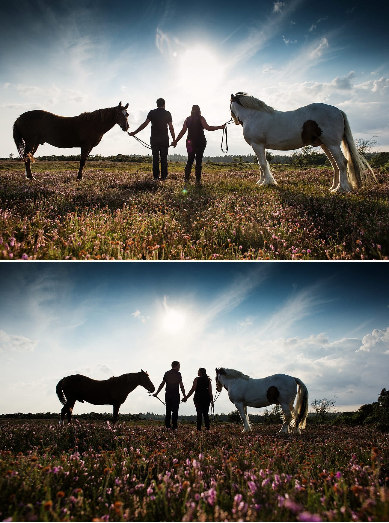 equine-photography-new-forest horse photography