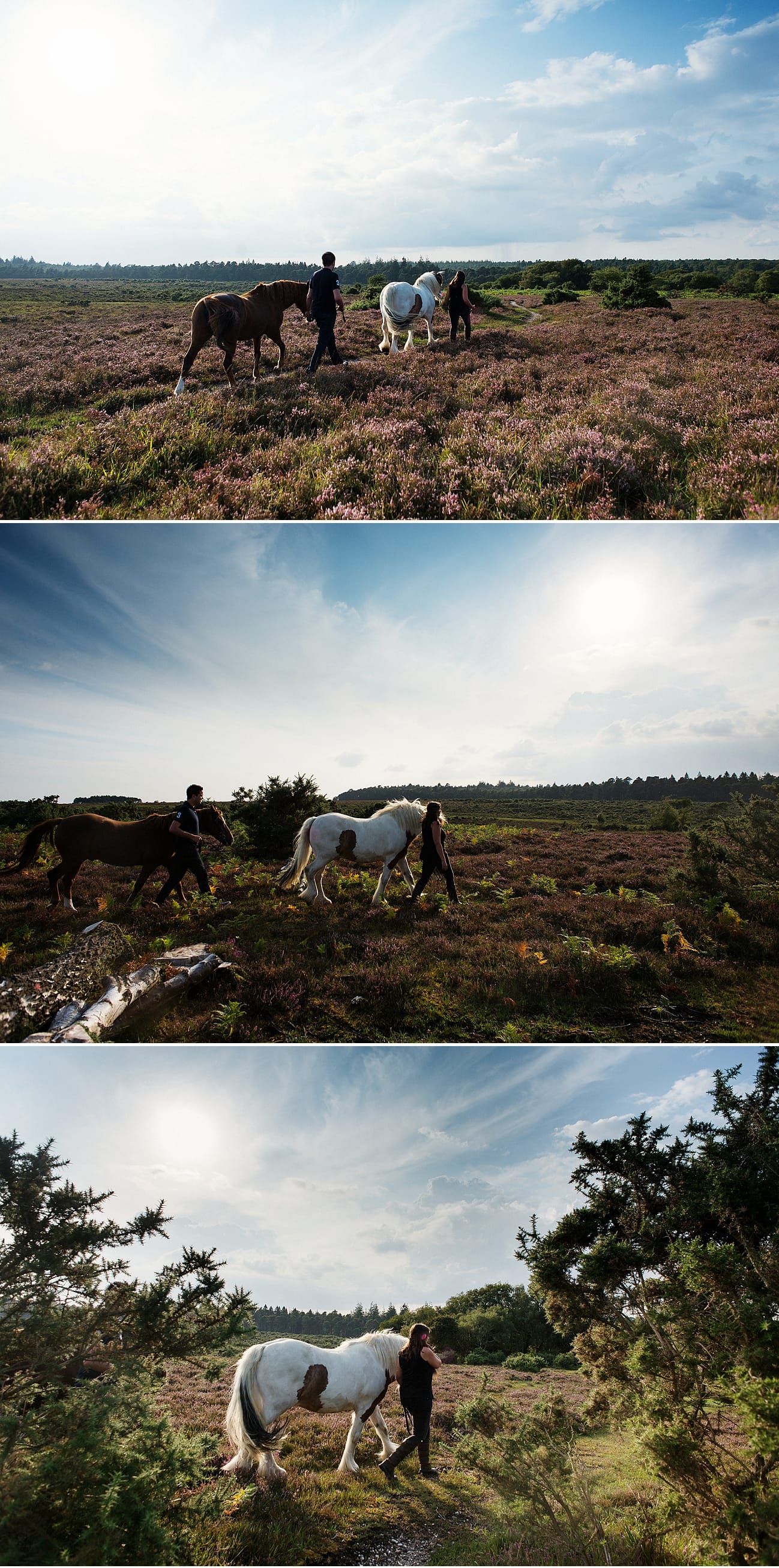 new-forest-horse-photography beaulieu equine portraits
