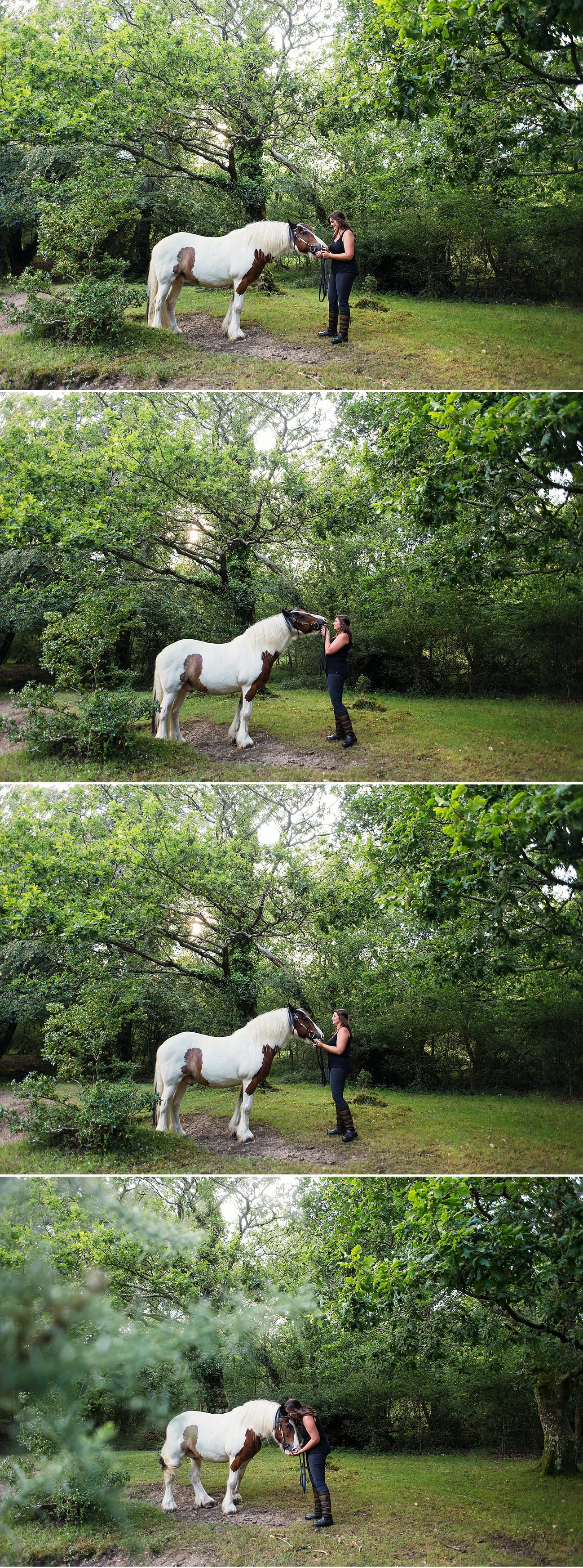 horses-new-forest equine portraits